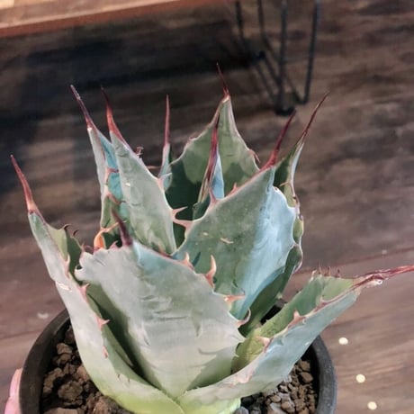agave     parrasana   globe《M size》