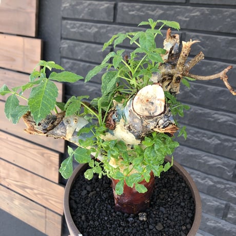 commiphora  holtziana《LL size》驚愕‼︎極太株第二弾‼︎※現地球発根後店主国内管理2年株※渋さ佇まいが堪らない※mad brown marble bowl pot植え