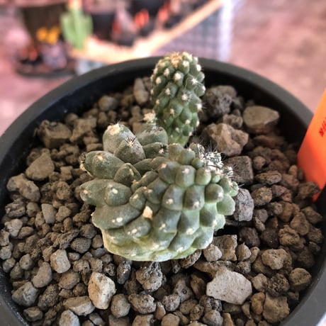 copiapoa   hypogaea《大きめM size》※現地球カキ仔自根株（子株付き）※店主国内管理2年株※良き肌質に優しい黒棘がwild且つ魅力的なヒポガエア※mad black pot植え