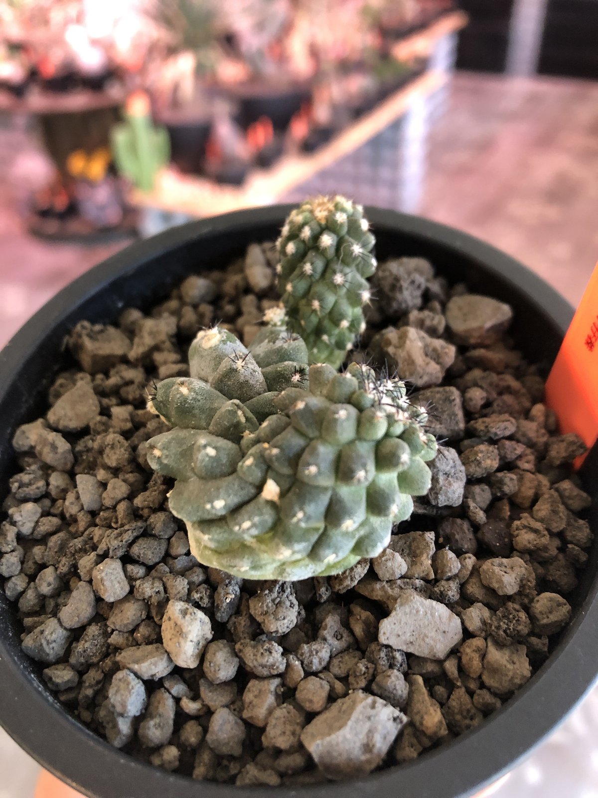 copiapoa hypogaea《大きめM size》※現地球カキ仔自根株(子株 copiapoa hypogaea《大きめM size》※現地球カキ仔自根株(子株