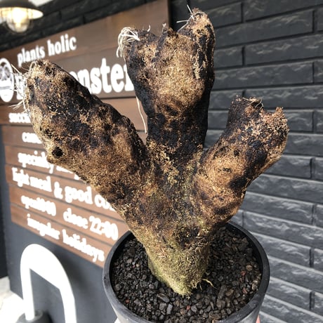 xerophyta  trichophylla《S size》※現地球発根済株※驚愕強靭株※幹太め&限りなくweightはlow‼︎これでもかわいい小振りサイズ※mad black pot植え
