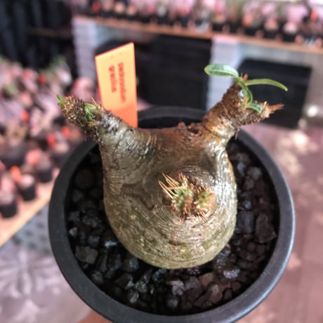 pachypodium  gracilius《大きめS size》※現地球発根済株※店主国内管理2年株※横筋強きwild肌質にぼってり短枝の樹形balance良き一株※mad black pot植え