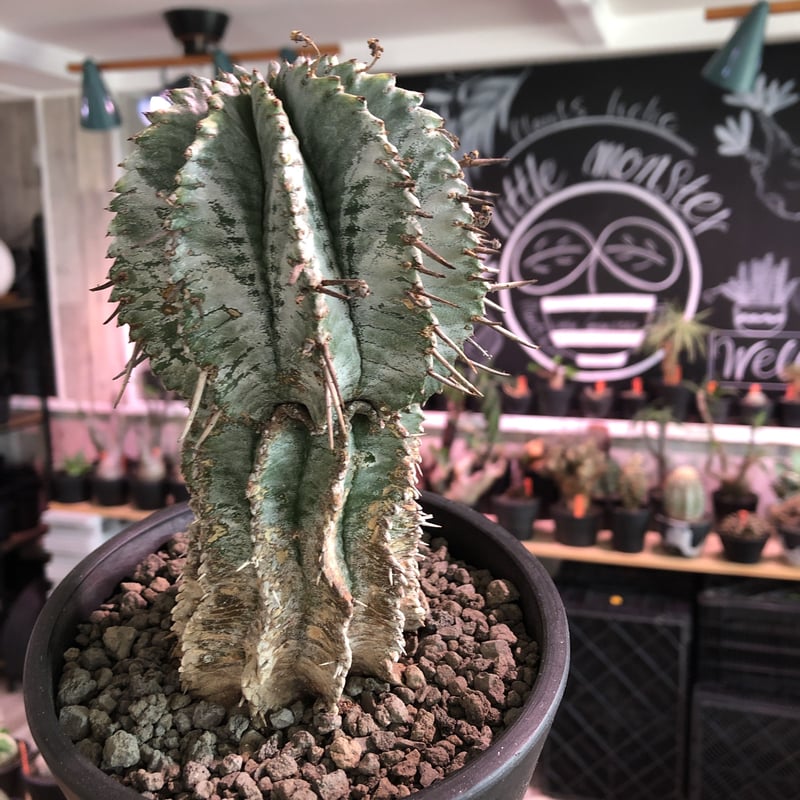 【大株】ユーホォルビア ホリダ 塊根植物 多肉植物 コーデックス 大株】ユーホォルビア ホリダ 塊根植物 多肉植物 コーデックス