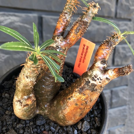 pachypodium gracilius《S size》希少green&赤肌&3-he'd株※現地球発根後店主国内管理3年株※男らしいwildな出立ち※mad black bowl pot植え