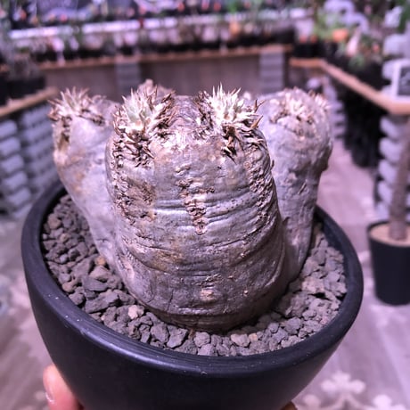 packypodium   roslatum var. eburneum（M size）※現地球発根済※店主管理4年株‼︎※ぼってり枝先まで丸く可愛いエブレ※mad black bowl pot植え