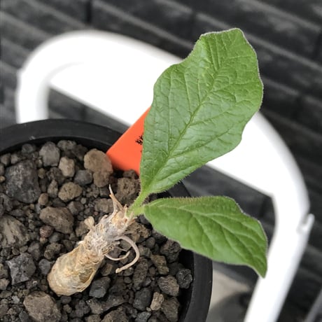 sesamothamnus rivae《大きめS size》※現地球株発根済※小振り現地球株は逆に珍しく小さくても味深さ強き表皮のメクれが堪らない一株※mad black pot植え