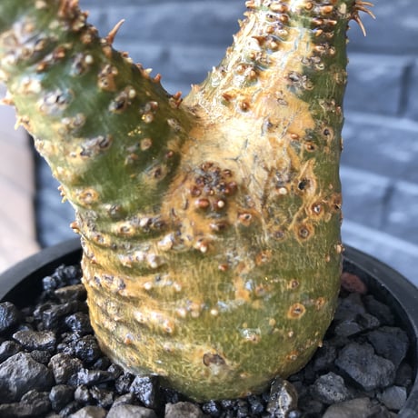 pachypodium gracilius《小さめ M size》希少green肌&二頭枝株※現地球発根後店主国内管理2年株※極グリーン肌のぼってり手乗りグラキ※mad black pot植え