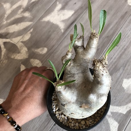 packypodium  inopinatum《S size》