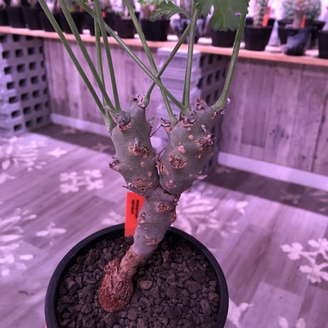 pelargonium   carnosum《M size》冬型caudex ※大変綺麗な肌を持つ極美株‼︎
