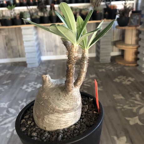 packypodium  gracilius 白肌まん丸《M size》  現地球  発根済み株  （限定1株）mad  black  pot植え