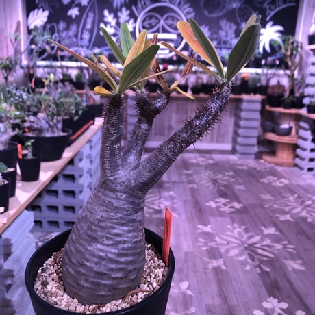 packypodium  gracilius《M size》※現地球株発根済み株‼︎  ※紅葉が綺麗なbalance良きグラキ※限定１株