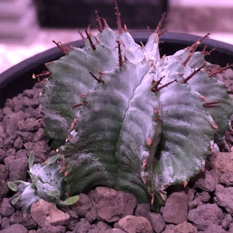 euphorbia horrida《小さめM size》※現地球発根済株※weight低きぼってり手乗りサイズの子吹き株‼︎アルバcolorなホリダ※mad black bowl pot植え