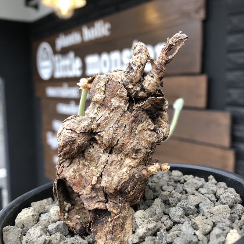 pelargonium triste《大きめM size》※現地球発根済株※店主国内管理3年 