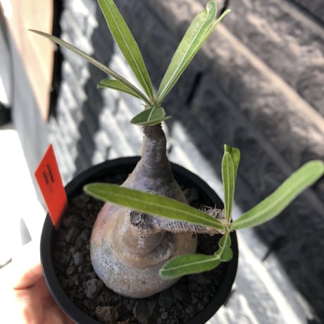 pachypodium gracilius《大きめS size》※現地球発根後店主国内管理2年株※霜降り柄のぼってり株元なバランス良き選抜株※mad black pot植え
