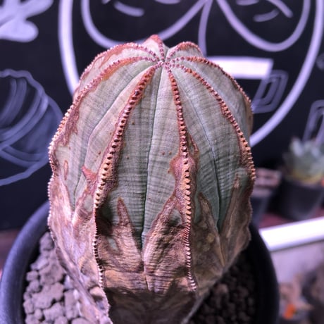 euphorbia    obesa