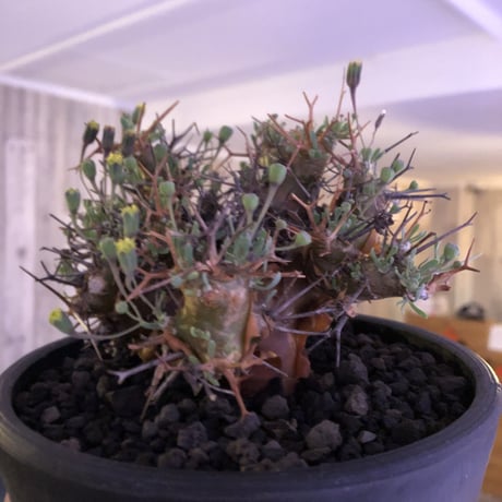 othonna   euphorbioides《M  size》mad black pot植え　極太幹&極美株‼︎  店主管理４年株
