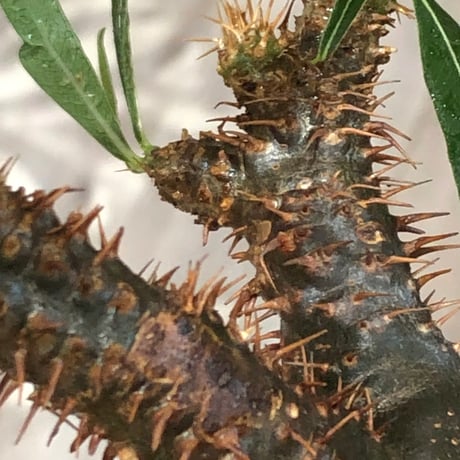 pachypodium gracilius《L size》※現地球株発根済※大きめで全方位A面な樹形バランス＆枝振りも抜群なgreen肌‼︎※black bowl pot植え