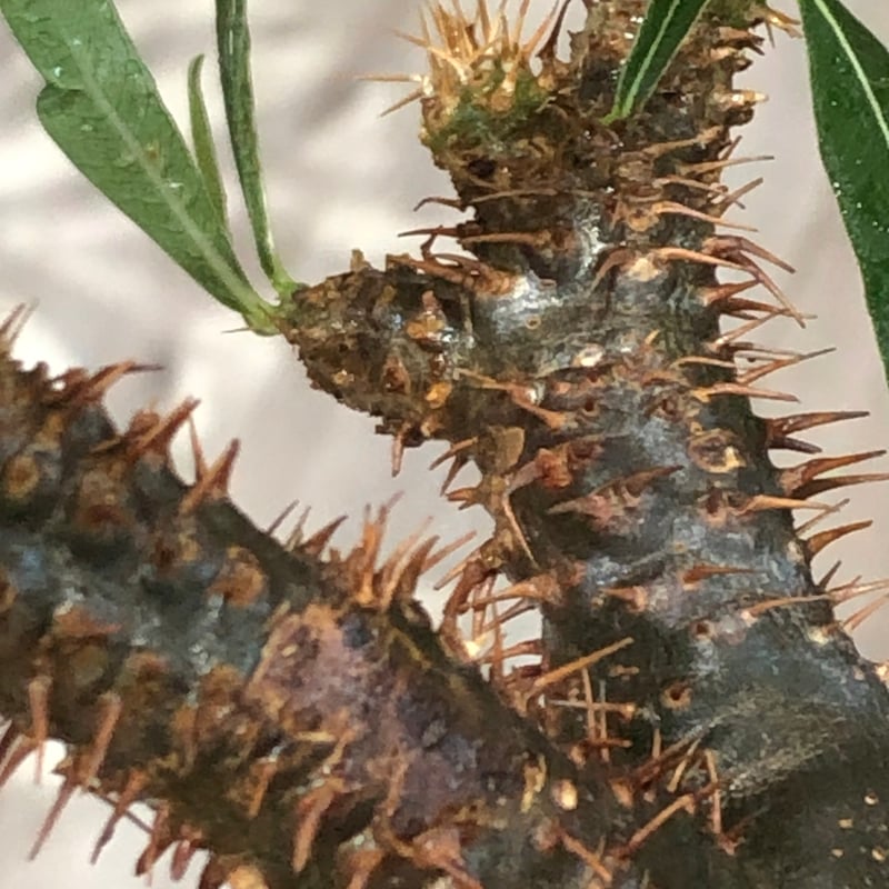 pachypodium gracilius《L size》※現地球株発根済※大きめで全方位A面