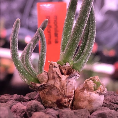 monilaria   pisiformis《SS  size》※現地球発根済株※モニラリア属　（最上位激希少種）※冬型caudex‼︎   ※mad black bowl pot植え