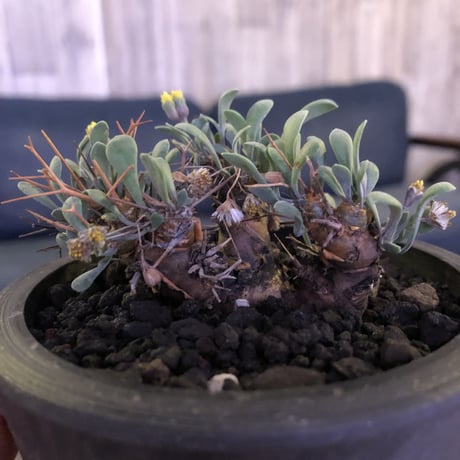 othonna   euphorbioides《S  size》mad black pot植え　※株元から四つに分岐した枝ぶり激しき株‼︎