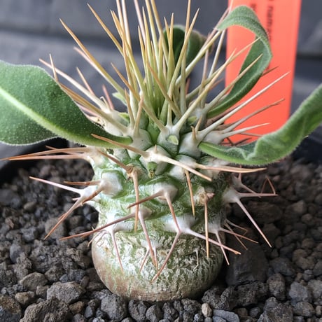 pachypodium  namaquanum 光堂《小さめM size》littmon seed🌱※希少種‼︎しっかり育てた大きめのかわいい奴※mad black pot植え