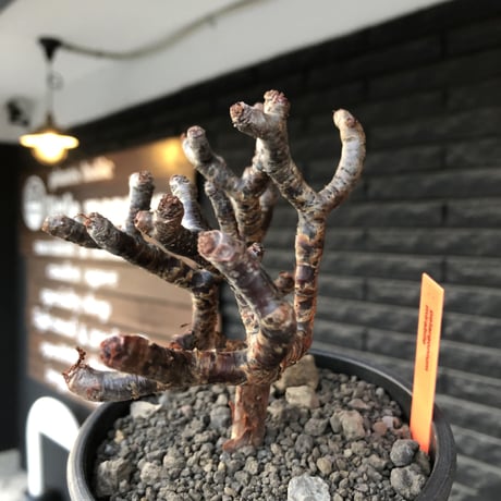 pelargonium  mirabile《大きめM size》※現地球店主国内管理4年株※愛おしく堪らない冬型の人気者‼︎極weight低き良枝振り樹形※mad black pot植え