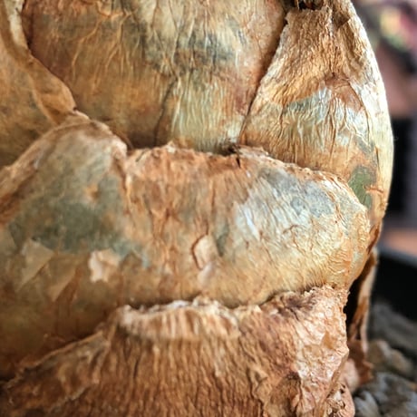 urginea epigea《L size》※現地球株発根済※丸み強くとびきり整ったぼってり樹形の大株‼︎開花時もゴージャスで魅力的なエピゲア※black bowl pot植え