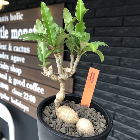 euphorbia cremersii《 L size》※現地球発根後店主国内管理2年株※美しいギザギザ葉に綺麗な塊根とのcontrastが堪らない一株※mad black pot植え