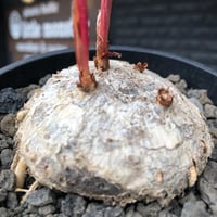 eriospermum mackenii《L size》※現地球株発根済※中々出会えないエリオスペルマムきっての希少大型夏型種で大株‼︎※black bowl pot植え
