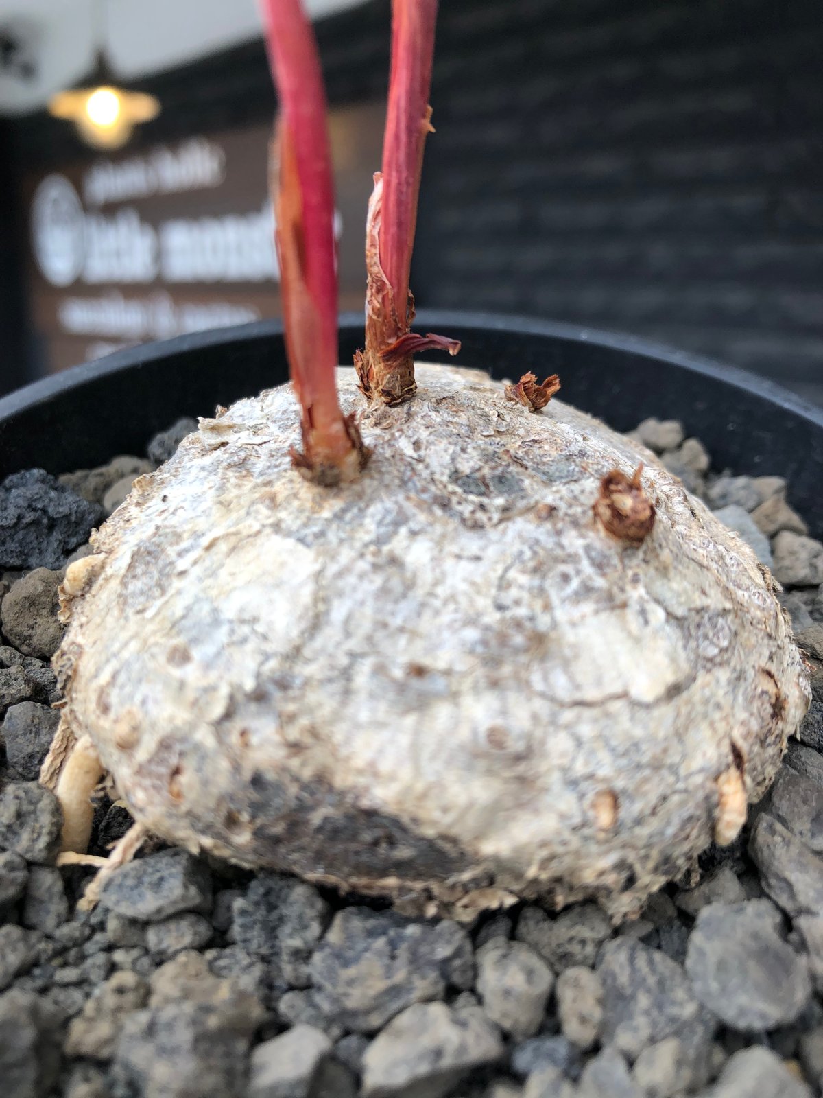 eriospermum mackenii《L size》※現地球株発根済※中々出会えないエリオ