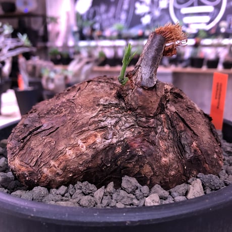 cyphostemma     pachypus《L size》希少size‼︎ ※歴史と現地球株らしい生き様を実感できる大株‼︎ ※mad black bowl pot植え