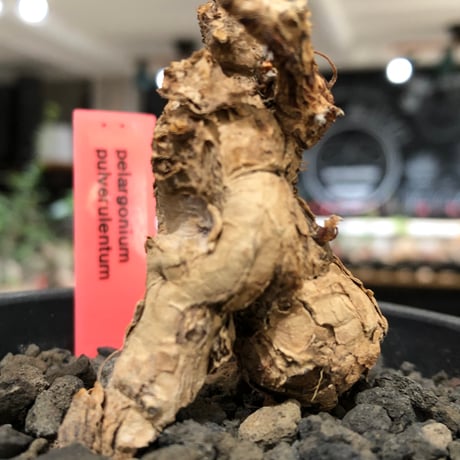pelargonium  pulverulentum《L size》※現地球株発根済※足元から二股になっており絶妙な樹形バランスが堪らない‼︎※black pot植え