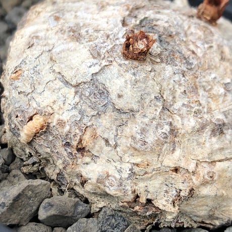 eriospermum mackenii《L size》※現地球株発根済※中々出会えないエリオスペルマムきっての希少大型夏型種で大株‼︎※black bowl pot植え