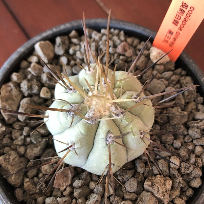 copiapoa cinerea 長刺白棘黒王丸《小さめM size》希少※現地球株カキ