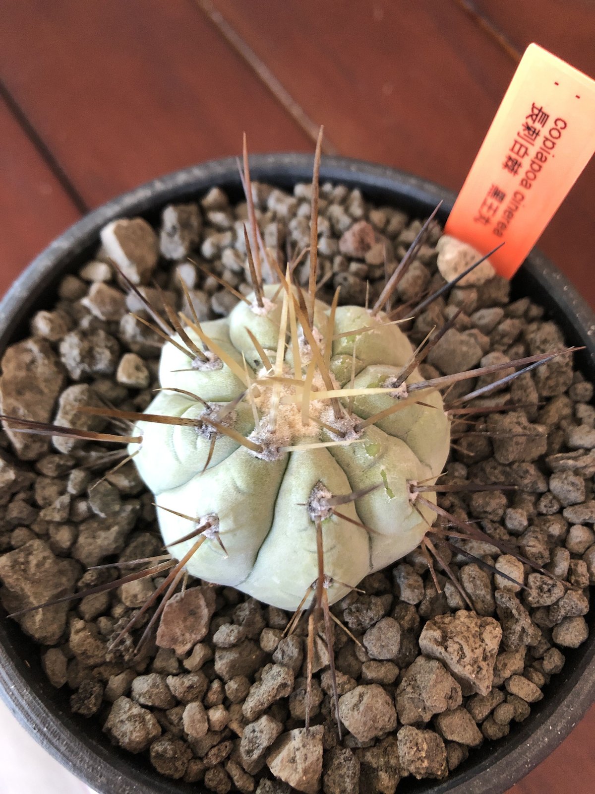 copiapoa cinerea 長刺白棘黒王丸《小さめM size》希少※現地球株カキ