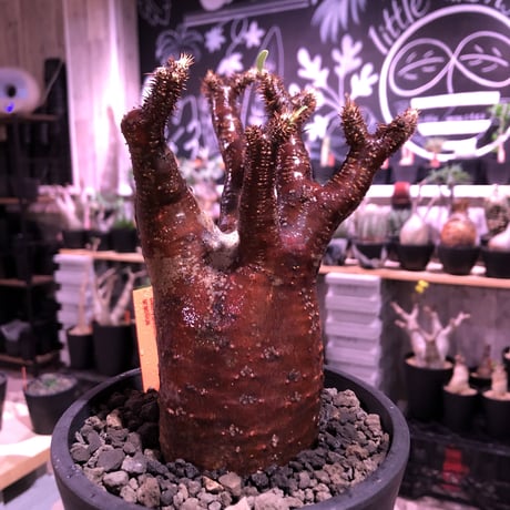 packypodium  gracilius《M  size》※現地球発根済※赤すぎる赤肌&現地焼け堪らぬリトモン渾身の一株‼︎※mad black pot植え