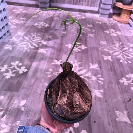 cyphostemma    pachypus《大きめM size》希少size‼︎ ※歴史と育ちの生き様を実感できる一株‼︎※mad black bowl pot植え