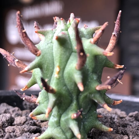 euphorbia schoenlandii《S size》※littmon seed株※小振りながら大株に負けないワイルドさと身体に見合わない太棘を持つ将来有望株※black bowl pot植え