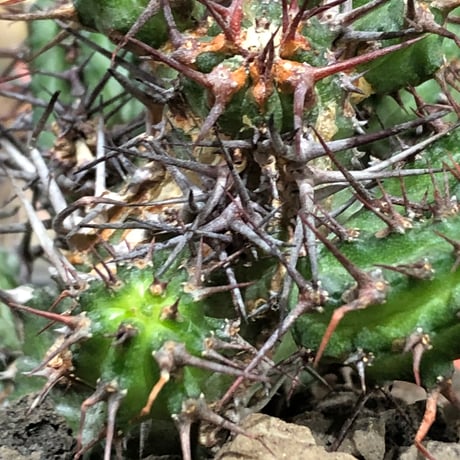 euphorbia golisana《M size》※現地球株発根済※木質化した極太主頭から伸びる良枝振りとコントラストが美しく厳つい棘々しさも堪らない‼︎※black bowl pot植え