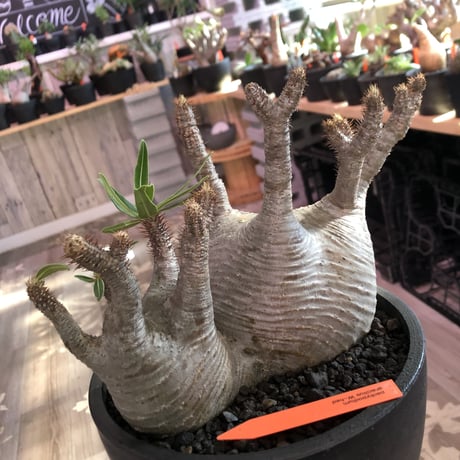 packypodium  gracilius《L size》W-hed※一周年記念vol１※現地球発根済み株‼︎※質良し!リトモン渾身のW-hed※mad black bowl pot植え