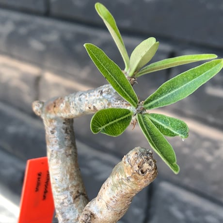 pachypodium gracilius《大きめS size》※現地球発根後店主国内管理3年株※美しい現地焼け肌に球体株元&屈折した捻くれ枝が愛くるしい‼︎※mad black pot植え