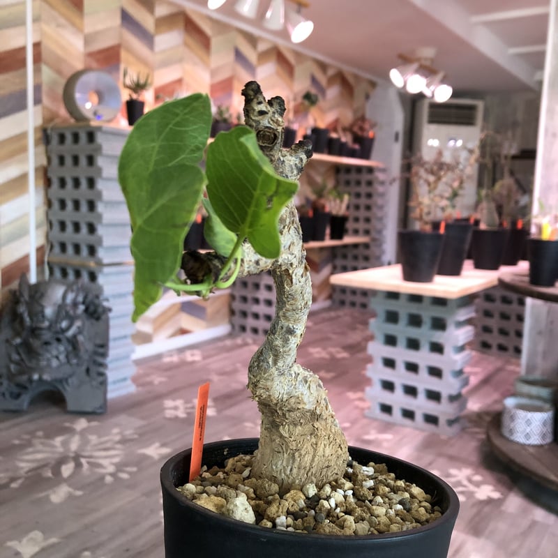 現地株　コミフォラ　グイドッティ　存在感　抜群　大型　美株　塊根植物　休眠中 現地株 コミフォラ グイドッティ 存在感 抜群 大型 美株 塊根