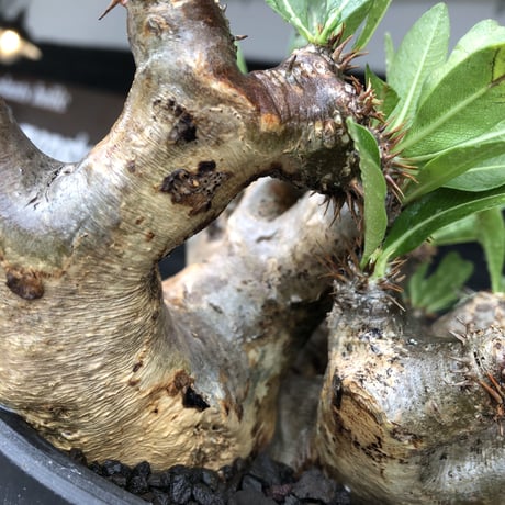 pachypodium brevicalyx《大きめL size》※現地球発根後店主国内管理6年株※丈があり大変ゴツゴツ感強き男前な出立ちが堪らない※mad black bowl pot植え