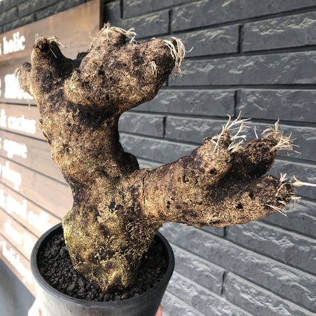 xerophyta  trichophylla《S size》※現地球発根済株※驚愕強靭株※幹太め&限りなくweightはlow‼︎ボコボコ感強きwildな一株※mad black pot植え