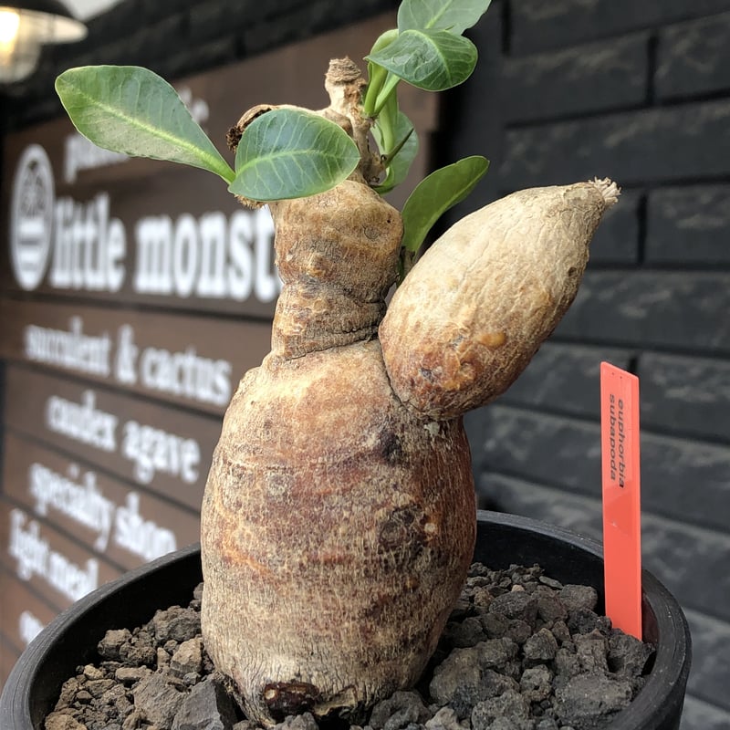 euphorbia subapoda《LL size》※現地球株発根済※中々見かけないほどbi