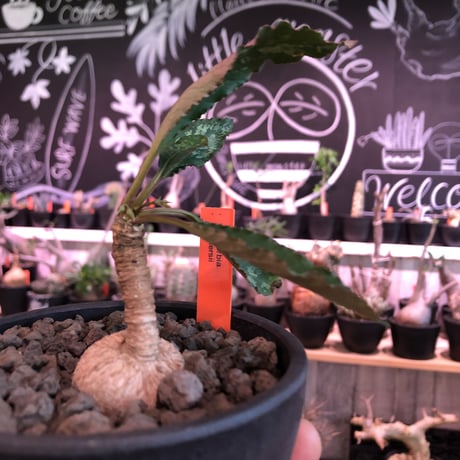 euphorbia cremersii《M size》※大きめぽっこり塊根&葉の表と裏がcolor違いの上、mad質で渋い肌質が大変カッコ良く上品な一株‼︎※mad black bowl pot植え