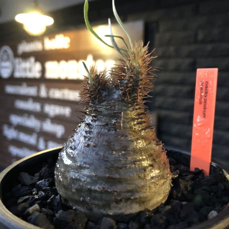 packypodium  gracilius《S size》※現地球発根済株※店主国内管理2年株※短枝weight低く枝振りも良し‼︎激まん丸なかわいい一株※mad black bowl pot植え