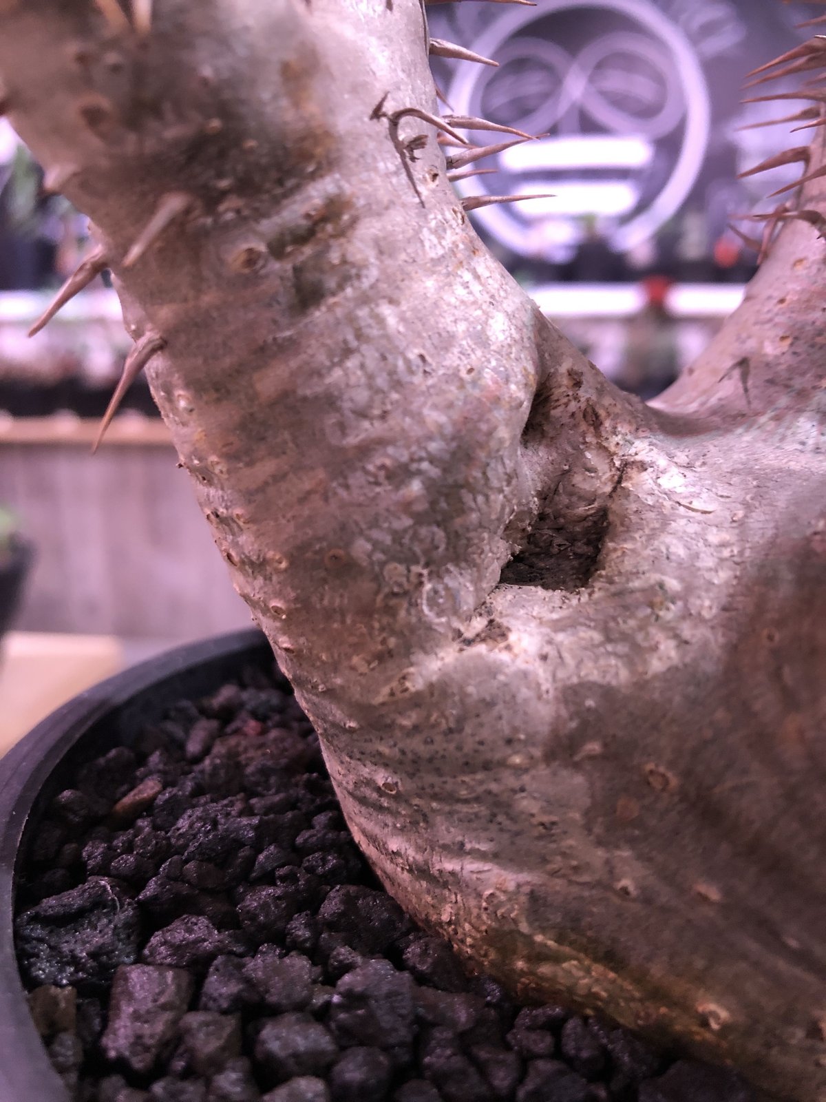 packypodium horombense《M size》※現地球発根済み株‼︎ ※A面b