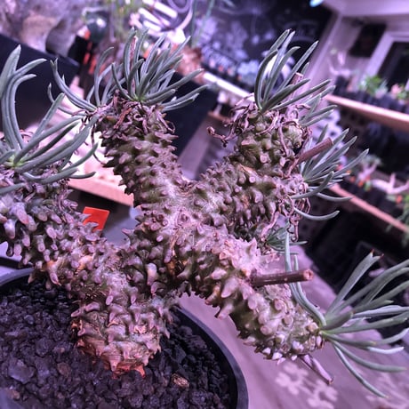tylecodon  wallichii 和名＝奇峰錦《M size》※この丈で希少性高き激しい枝ぶりwild株‼︎　店主管理4年株　※ mad black pot植え