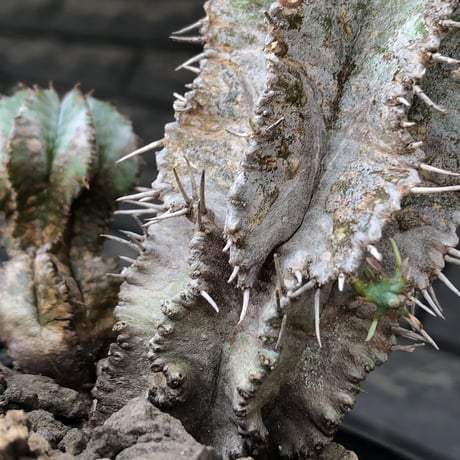 euphorbia horrida《大きめM size》子吹き群生株※現地球発根後店主国内管理6年株※ワイルドな木質化と荒々しく刺々しい男前な出立ち※mad black pot植え